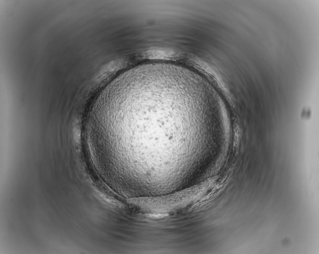 X0000099310257200805161420