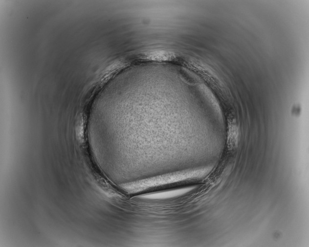 X0000099310268200805161420