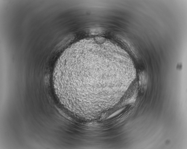 X0000099310269200805161420