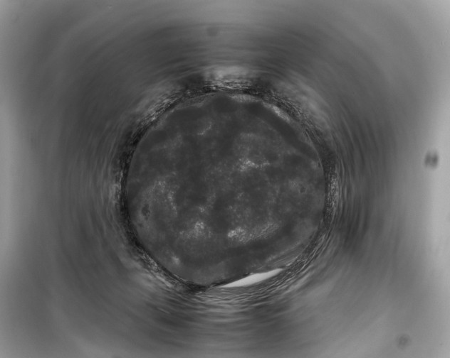 X0000099310271200805161420