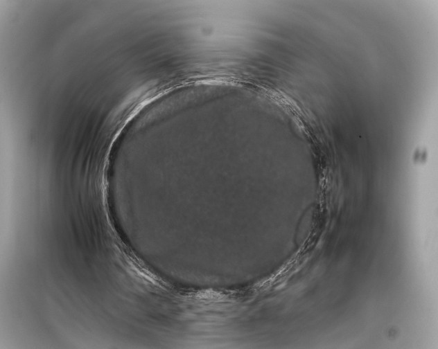 X0000099310290200805161419