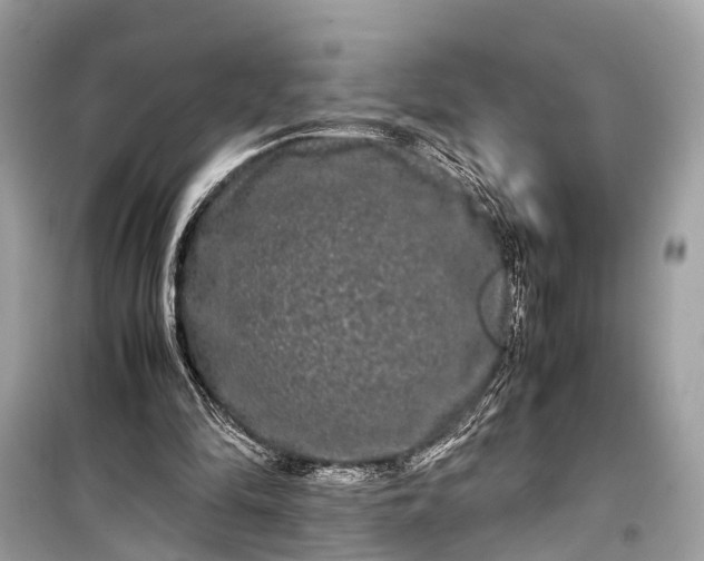 X0000099310294200805161419