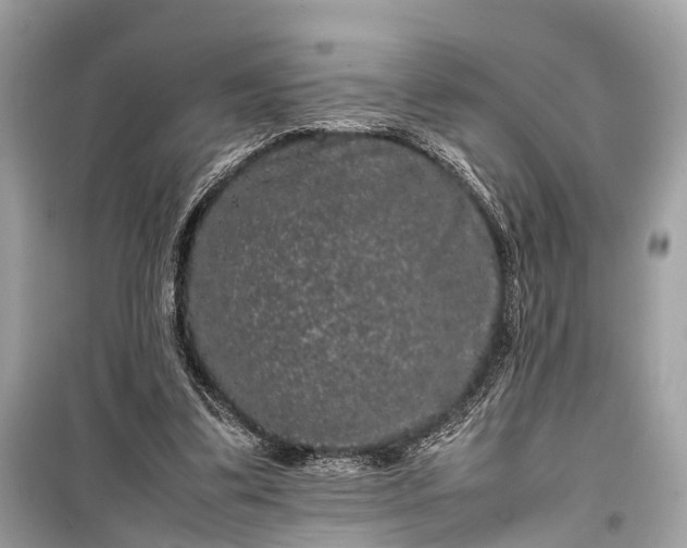 X0000099310299200805161419