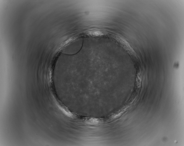 X0000099310330200805161419