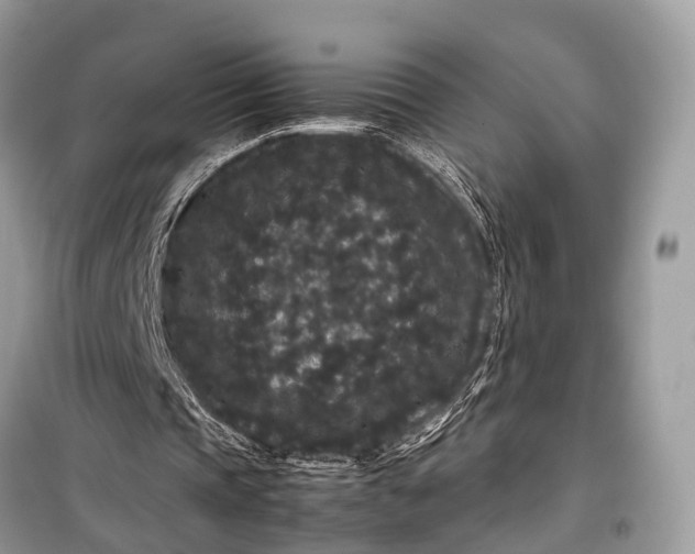 X0000099310337200805161418