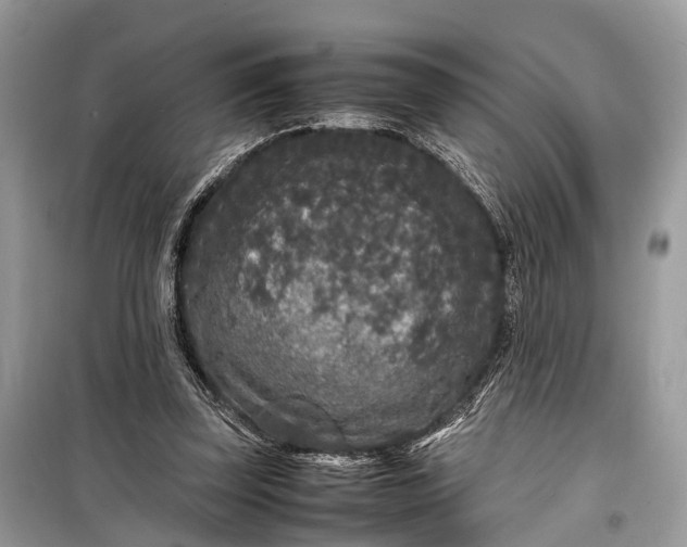 X0000099310347200805161418