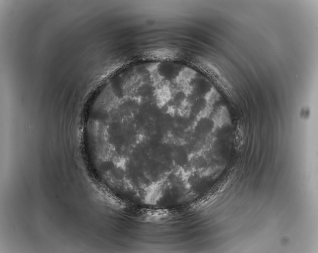 X0000099310355200805161418