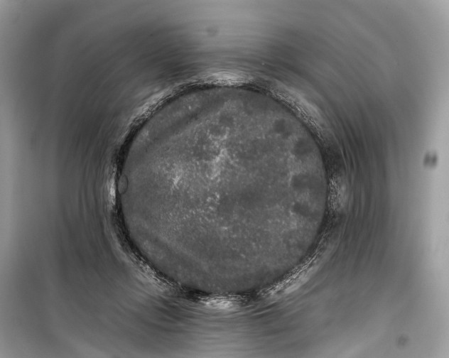 X0000099310358200805161418