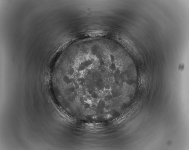 X0000099310367200805161418