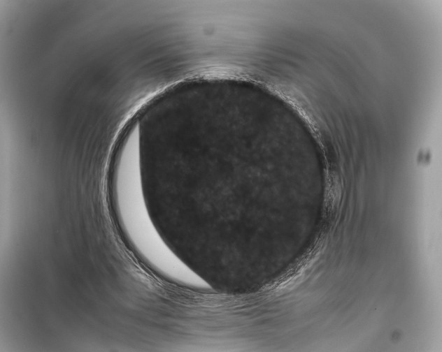 X0000099310391200805161418