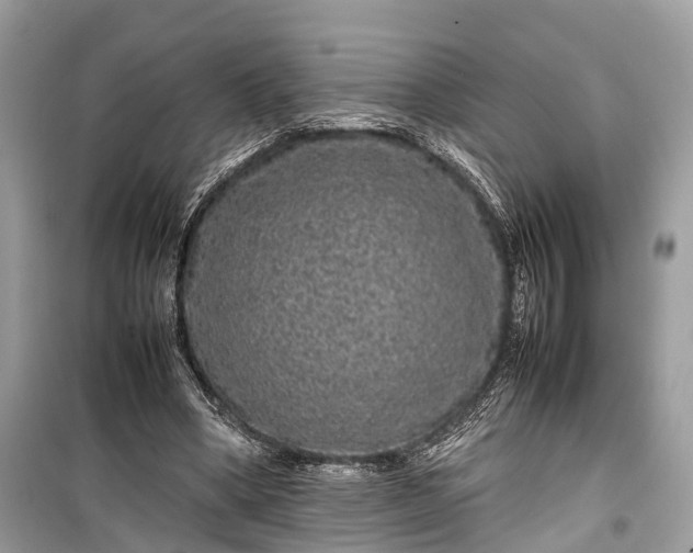 X0000099310394200805161418