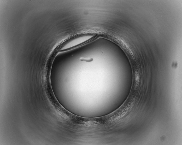 X0000099310396200805161418