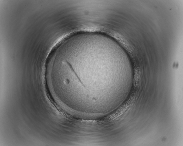 X0000099310440200805161416