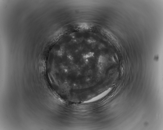 X0000099310467200805161417