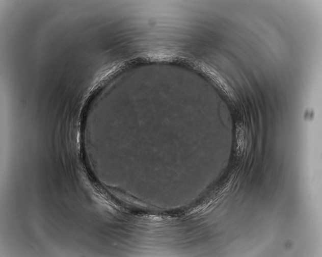 X0000099310494200805161416