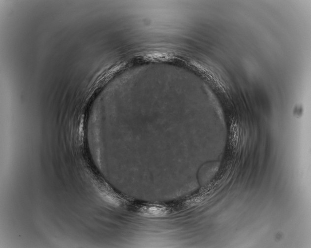 X0000099310506200805161416