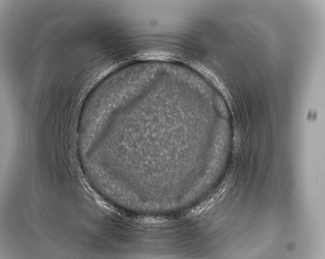 X0000099310529200805161415