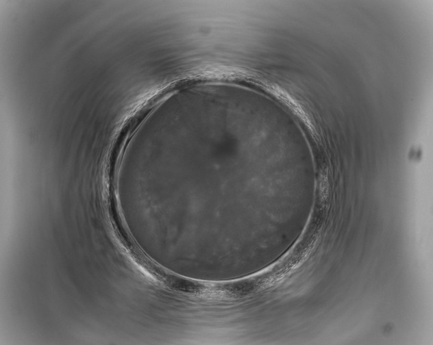 X0000099310581200805161415