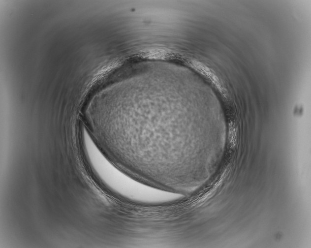 X0000099310589200805161415