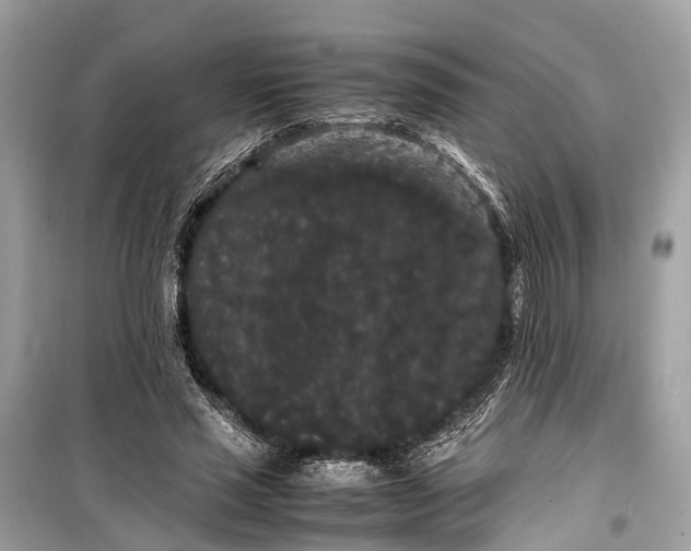 X0000099310637200805161414