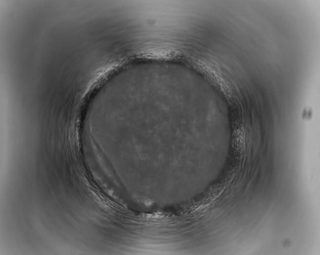 X0000099310688200805161413