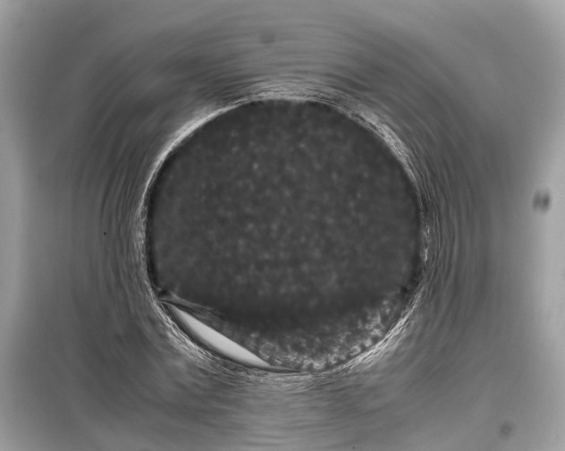 X0000099310779200805161412