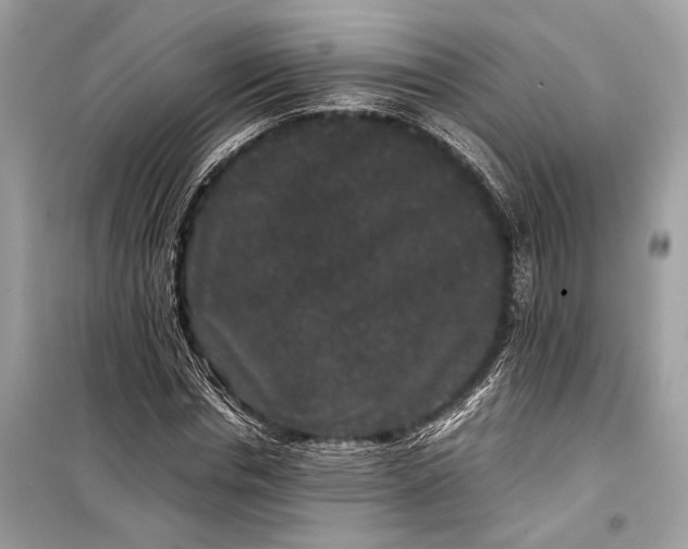 X0000099310826200805161411