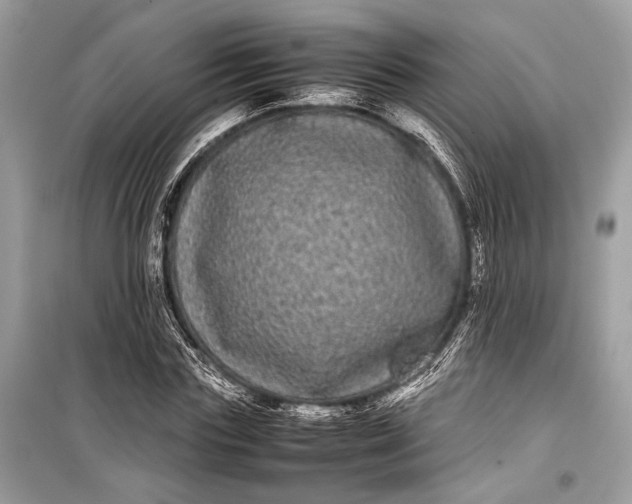 X0000099310827200805161411