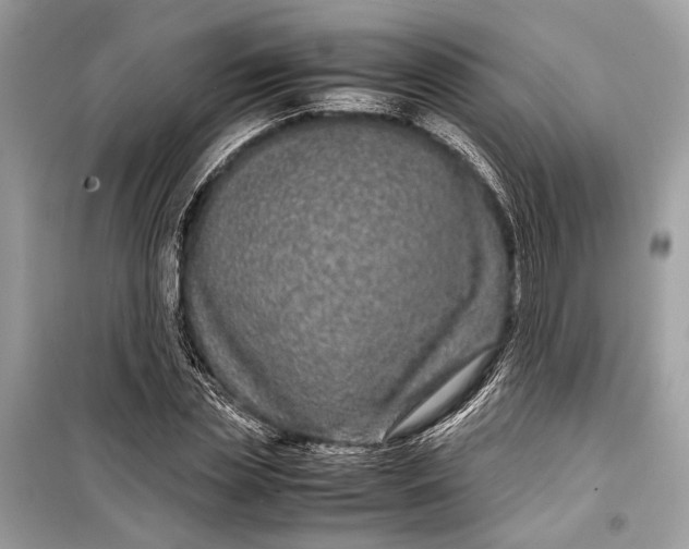 X0000099310829200805161411