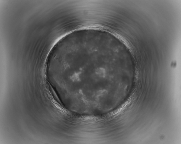 X0000099310830200805161411