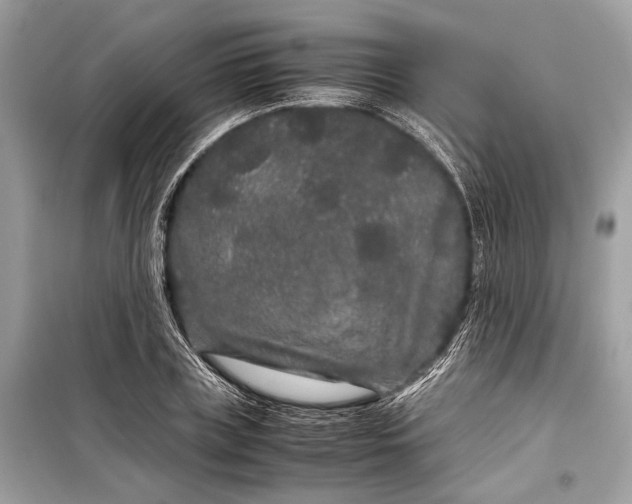 X0000099310835200805161411