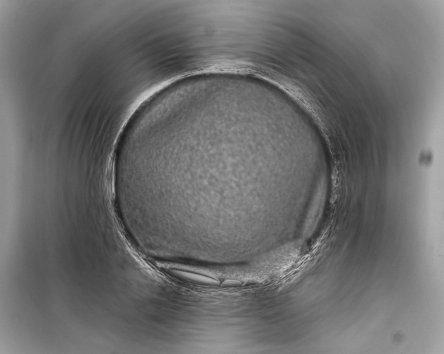 X0000099310838200805161411