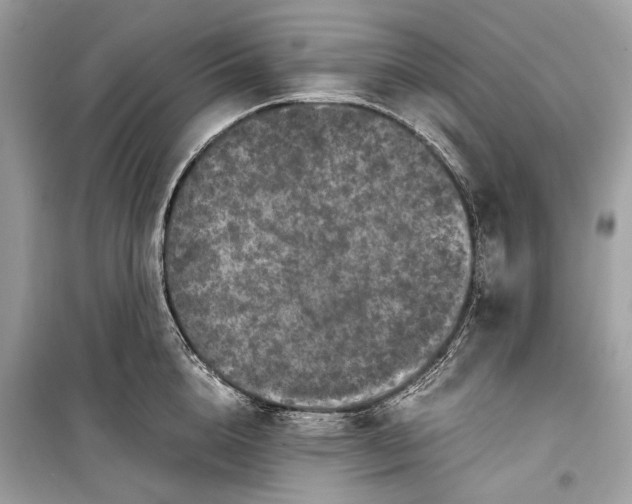 X0000099310856200805161411