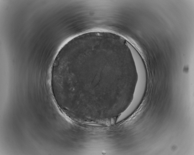 X0000099310862200805161411