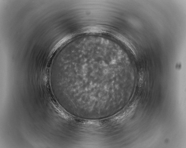 X0000099310874200805161410