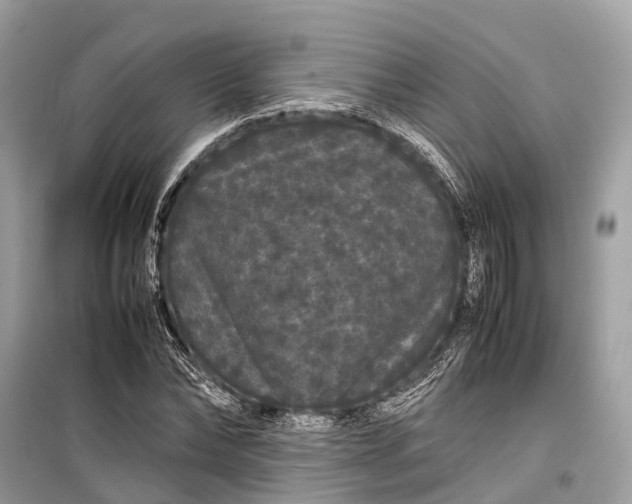 X0000099310878200805161410