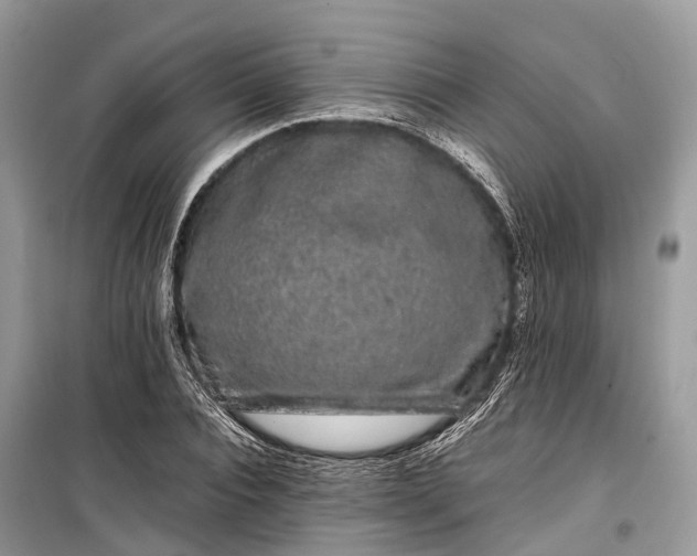 X0000099310928200805161409