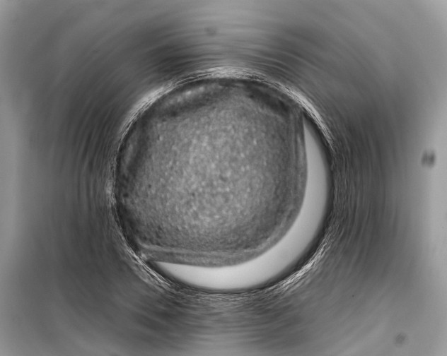 X0000099310930200805161409