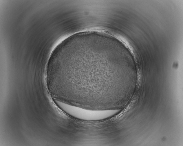 X0000099310952200805161410