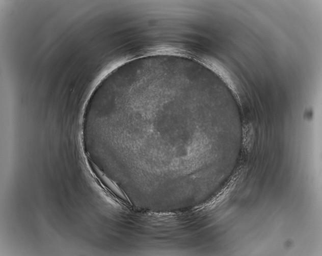 X0000099311043200805161408