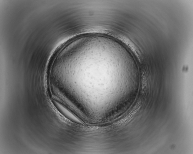 X0000099311072200805161407