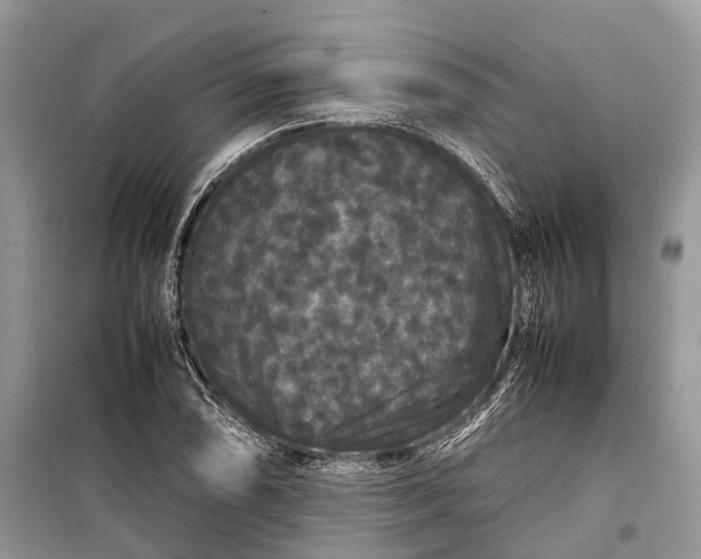 X0000099311074200805161407