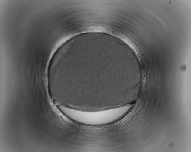 X0000099311088200805161407