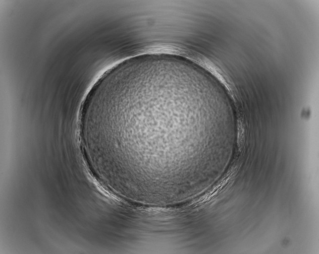 X0000099311116200805161406