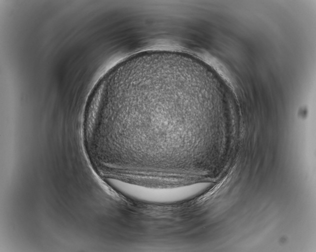 X0000099311237200805161405