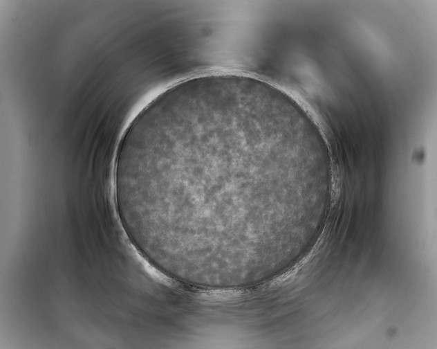 X0000099311294200805161404