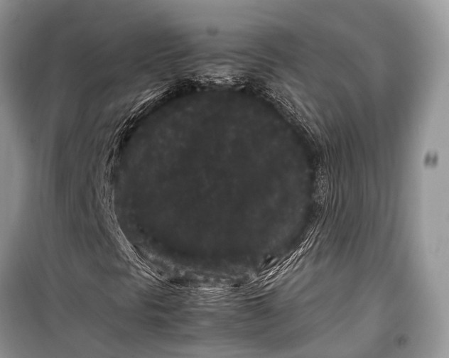 X0000099311297200805161403