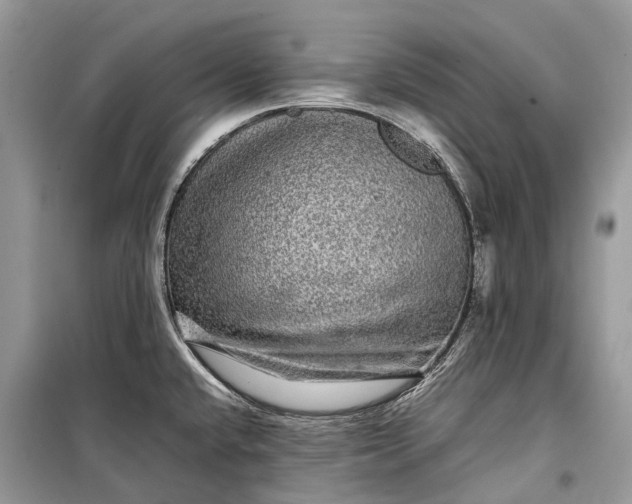 X0000099311432200805161402