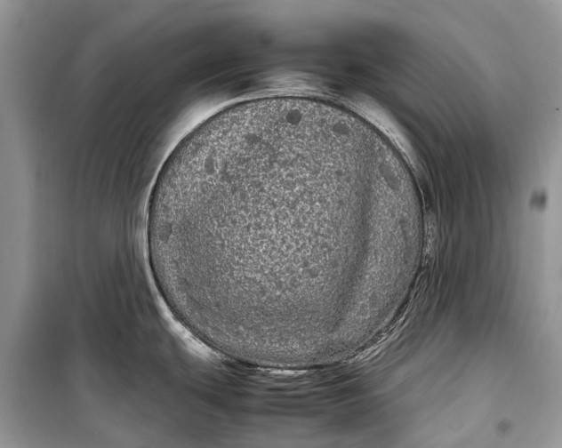 X0000099311439200805161402