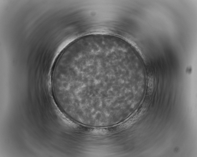 X0000099311466200805161401